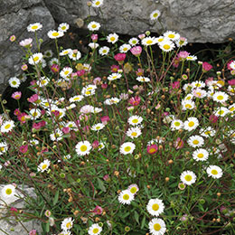 Planta proibida em Portugal Erigeron de Karvinski